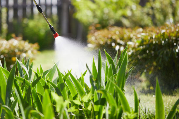 24/7 Emergency Wasp Removal experts in North Alamo, TX