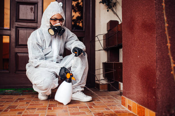 Reliable Wasp Removal contractor in North Alamo, TX by Show Me Pest Control